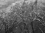 Trees Against Wall in Snowstorm